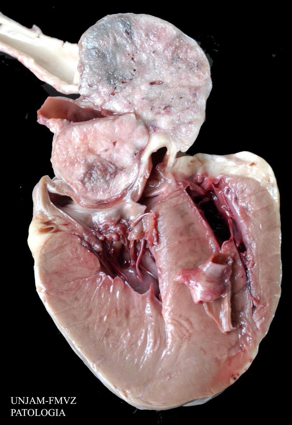 TUMOURS OF THE CARDIOVASCULAR SYSTEM Chemodectoma (Paraganglioma) Tumour of the chemoreceptors Aortic body tumour Carotid body tumour Usually benign Typically non-functional Carotid body tumours