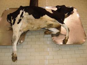 lymphoma in cattle
