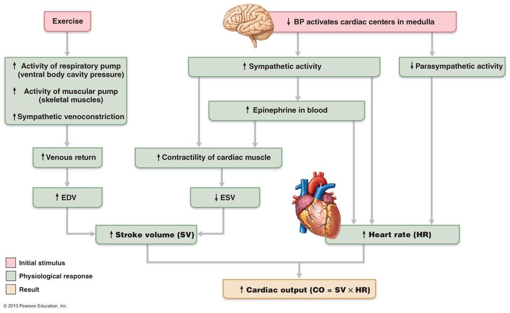 Main factors determining cardiac output: Venous return SV Neural and hormonal controls HR Medulla is in charge of heart rate most of the time Parasympathetic vagus nerves maintains the resting heart