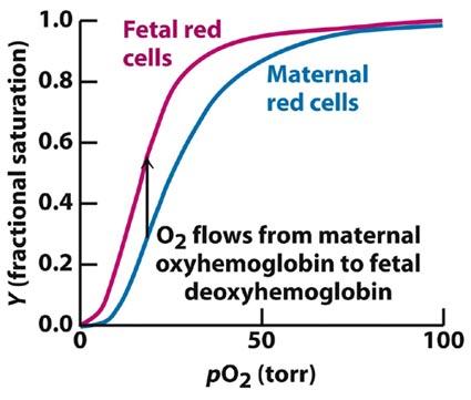 Berg, Tymoczko & Stryer, 6th ed. Fig. 7.17: O 2 affinity of fetal red blood cells.
