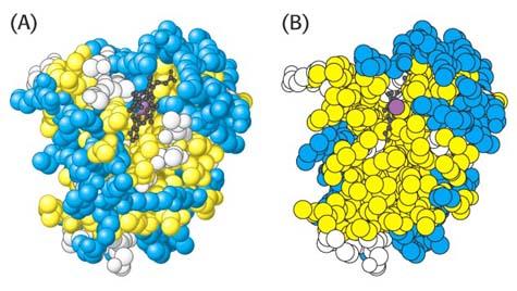 Myoglobin monomeric (single polypeptide chain) just 1 O 2 binding site per molecule no communication possible between different Mb O 2 binding sites -- they're on different molecules Mb's O 2 binding