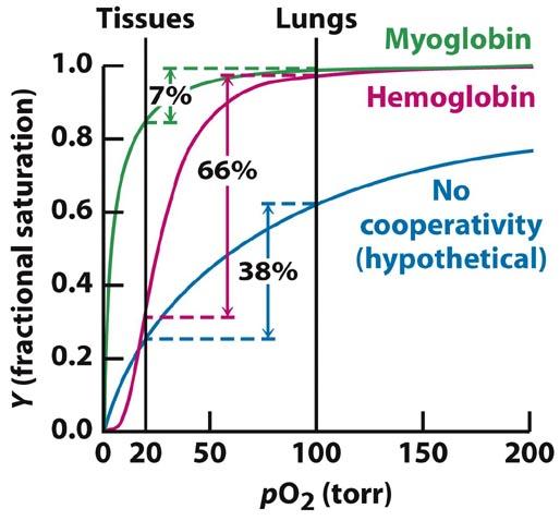 2 aspects of transport: a) BINDING O 2 in lungs b) RELEASING O 2 in rest of tissues Berg, Tymoczko & Stryer, 6th ed Fig. 7.8: Cooperativity enhances O 2 delivery by hemoglobin.