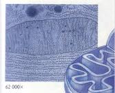Mitochondrion: Mitochondrion: Nicknames: Powerhouse or energy store Rod shaped organelle where cellular respiration occurs. Most numerous in cells that use the most energy (ie liver and muscle cells.