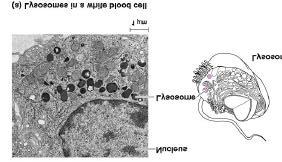 Lysosome: Lysosome: Nickname: Destroyer, Digestive Center Contains digestive enzymes which allow a cell to digest/break down foreign materials and old worn out cell organelles.