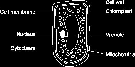 3 The diagram shows a cell from a plant leaf. (a) Name the part of this cell that: (i) controls the passage of substances in and out of the cell is filled with cell sap.