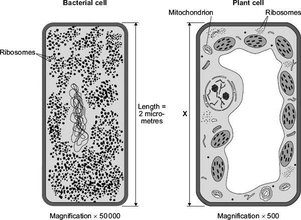 4 The diagram shows two cells, a bacterial cell and a plant cell. (a) (i) Both the bacterial cell and the plant cell contain ribosomes. What is the function of a ribosome?
