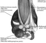 Affected side of scrotum initially distended