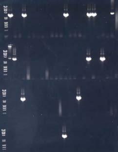 <1 proviral DNA molecule/rx ~90 replicates Nested PCR,