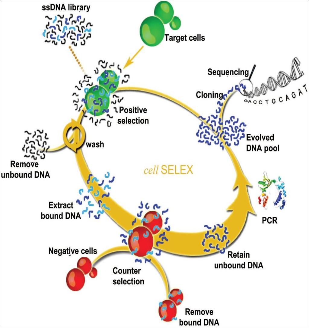 Aptus + meros = Aptamers APTAMERS SELEX (Systemic Evolution of Ligands by Exponential Enrichment) (Larry Gold and Andrew Ellington) Lately, Cell-SELEX has taken over the conventional method of