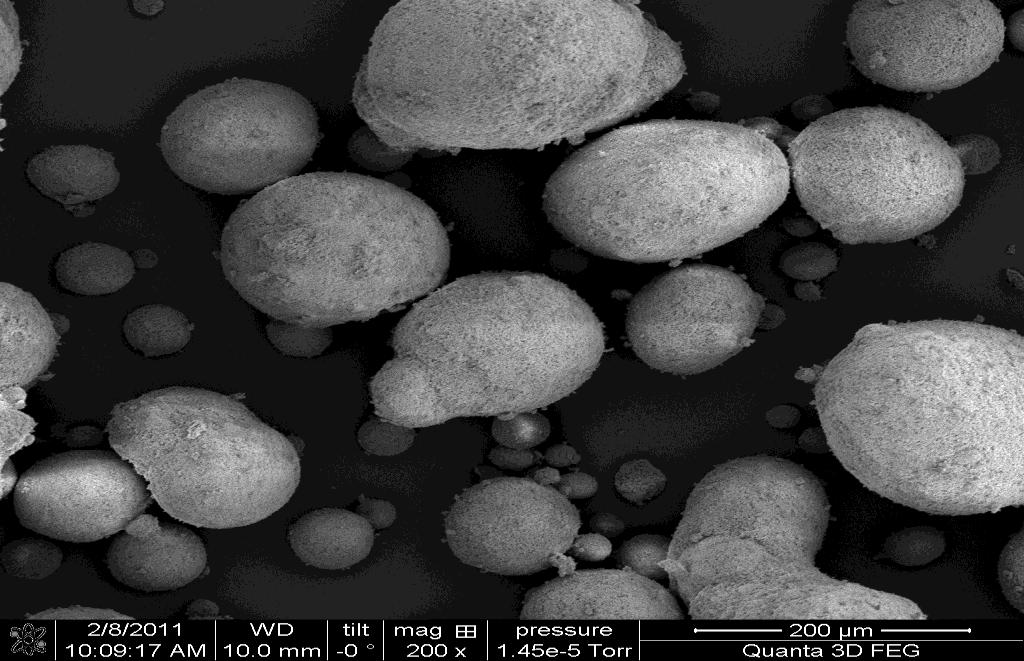 approximately 100 µm. Micrographs of Solid SMEDDS shows Liquid SMEDDS adsorbed onto the surface of Neusilin US 2 particles.
