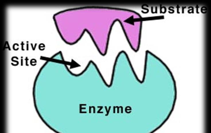 Enzymes Catalysts- speed up a chemical reaction by lowering the activation energy. Enzymes are specific!