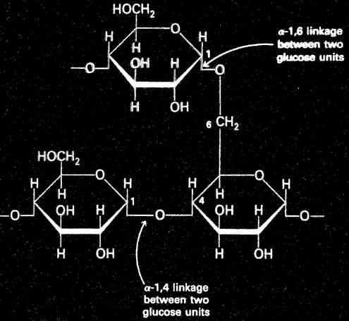 Starch is a mixture of two homopolysaccharides of glucose. Amylopectin is like glycogen, but the branch points (a( 6) linkages) occur every 24 0 residues.