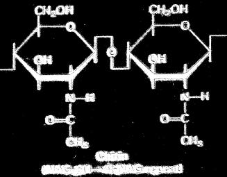 produce cellulase and are able to