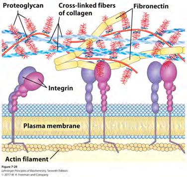 components proteoglycans collagen & elastin fibers Polymers of Disaccharides