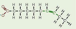 Name four vegetable oils. 13. Name two solid animal fats. 14. Name the lipid monomers pictured here.