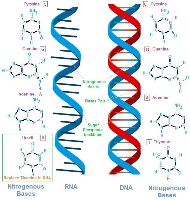 The Structure of Nucleic Acids Genetic code of life Include DNA, RNA, mrna, trna, rrna Made up of: 1. a phosphate group 2. a five-carbon sugar 3.