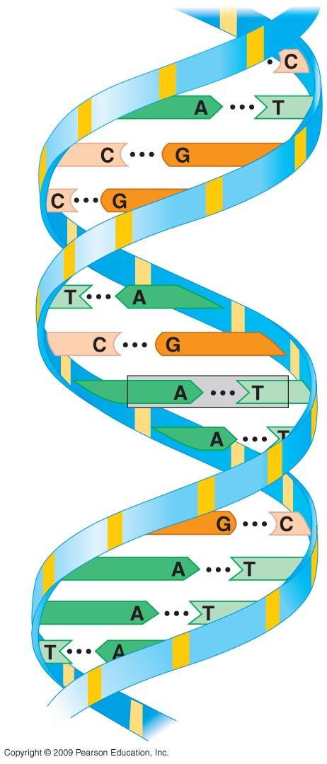 DNA - 2 polynucleotide strands wrap around each other, double helix 2 strands are held together by bonds A