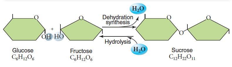Two monosaccharides can join to form one disaccharide (a dehydration synthesis reaction) Glucose bonding to fructose forms sucrose,