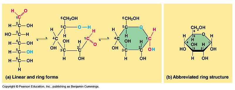 Sugar structure 5C & 6C sugars form rings in
