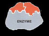 ENZYMES are globular proteins that control chemical reactions in