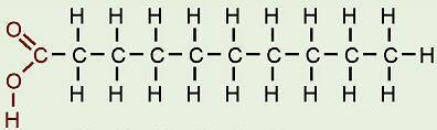 Lipids A) What elements compose Lipids?