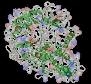 How is protein structure determined?