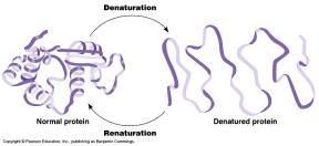 from amino acid sequence Computer modeling Denature a protein Disrupt 3 o structure ph Salt Temperature