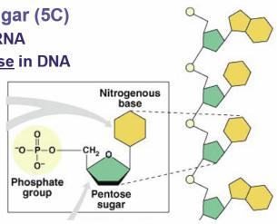 Nucleotides 3 parts Nitrogen base (C-N ring) Pentose sugar (5C) Ribose in RNA