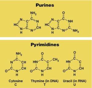 Nitrogen bases Purines Double ring N base Adenine (A) Guanine (G) Pyrimidines Single