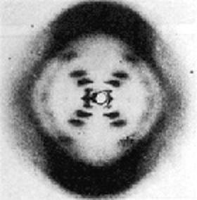 Mitosis Meiosis DNA replication Rosalind Franklin (1920-1958) It has not escapes