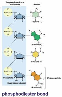 Nucleic Acids Structure/monomer Nucleotide Function