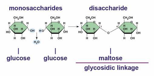 Simple & complex sugars Monosaccharides Simple 1 monomer sugars Glucose
