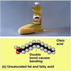 Hydrophobic tail Hydrophilic head 8/30/2012 Unsaturated fats C=C double bonds in the fatty acids Plant & fish fats Vegetable oils