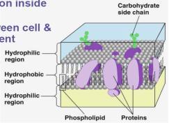 is complex and very important! Why is this important? Phospholipids define outside vs.