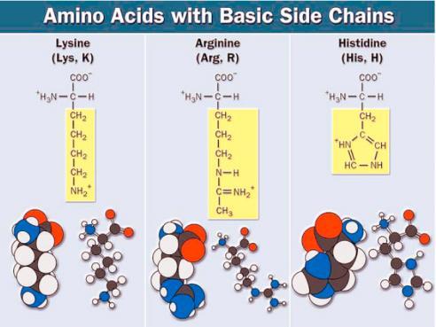 Sulfur containing amino acids Disulfide bridges