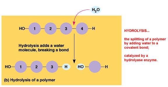 MONOMERS - POLYMERS Breaking it down Hydrolysis (hydro = water; lysis = break down) the chemical