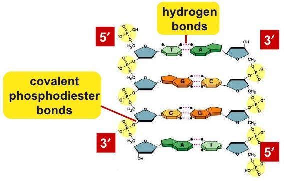 Nucleic Acid Type of Bonding: Covalent