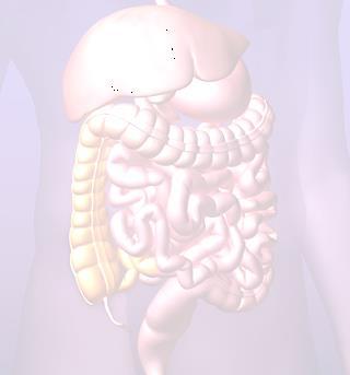 The Digestive System A long hollow tube called the Gastrointestinal Tract (GI Tract) has the