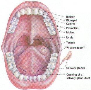The Mouth The first stages of digestion occur here.