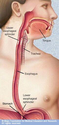 The Esophagus Long muscular tube that connects the