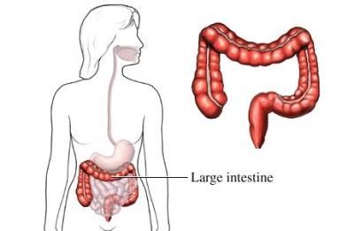 Large Intestine Absorbs water to prevent dehydration Absorbs