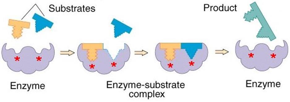 How many substrates can an enzyme work on?