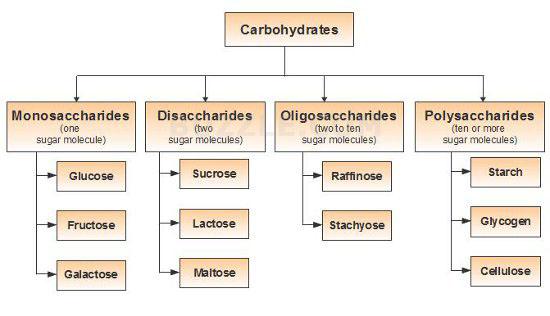 Polysaccharides or Complex Sugars Just as double sugars were formed from two single sugar molecules, polysaccharides form when many single sugars are joined together chemically.