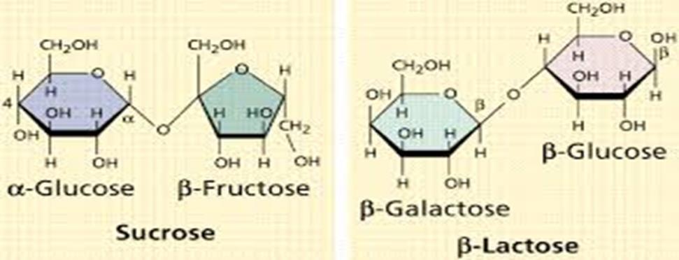 Disaccharides Sucrose table