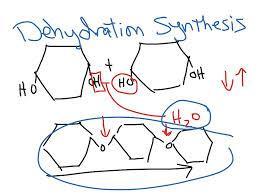 Build a Carbohydrate Dehydration Synthesis During dehydration synthesis (condensation), the hydrogen