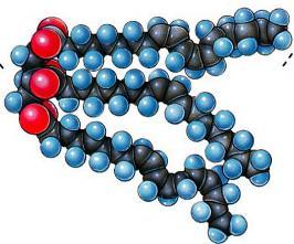 the kinks made by double bonded C prevent the molecules