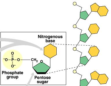 Nucleotides 3 parts nitrogen base (C-N ring)