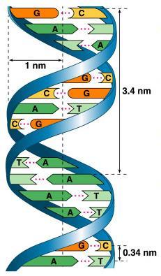 DNA molecule Double helix bonds between bases join
