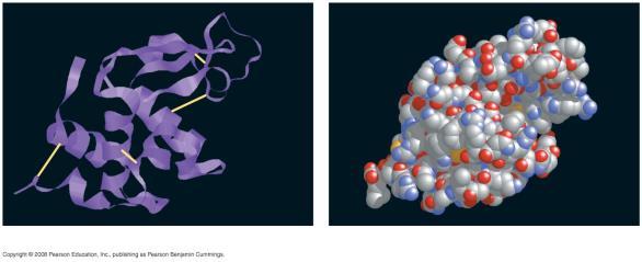 Modeling Protein Structure roove roove (a) A ribbon model of lysozyme (b) A space-filling