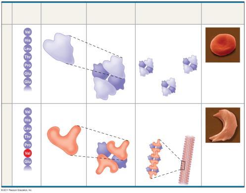Sickle-cell hemoglobin Function Molecules do not associate with one another; each carries